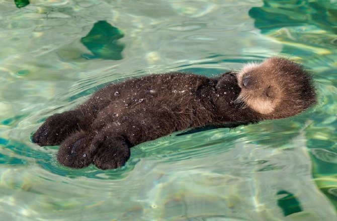 California Sea Otter Population Bouncing Back