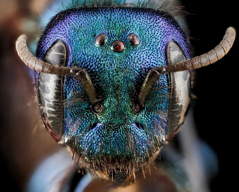 Do Flies Throw Up On Our Food? Video