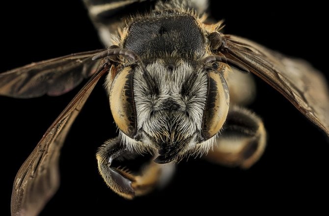 Do Flies Throw Up On Our Food? - Video