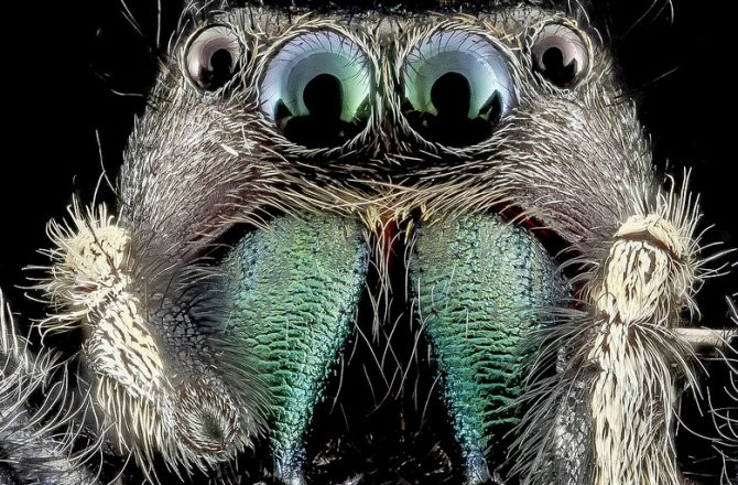 Do Flies Throw Up On Our Food? - Video