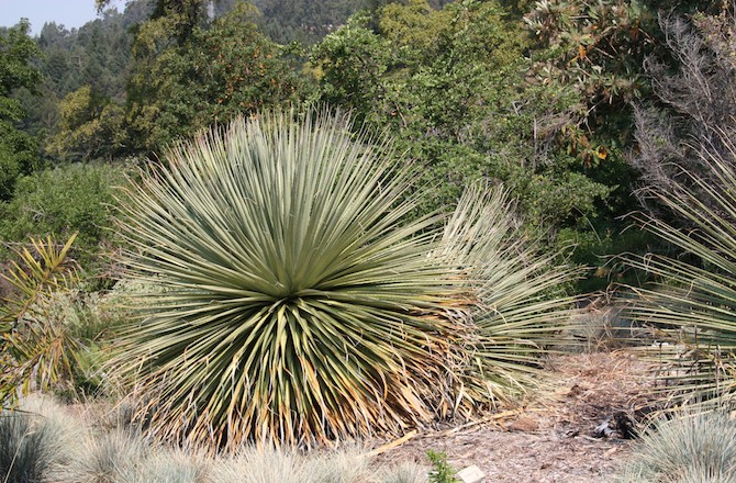 Huge Phallic Plant to Produce 30,000 Flowers - Seeker