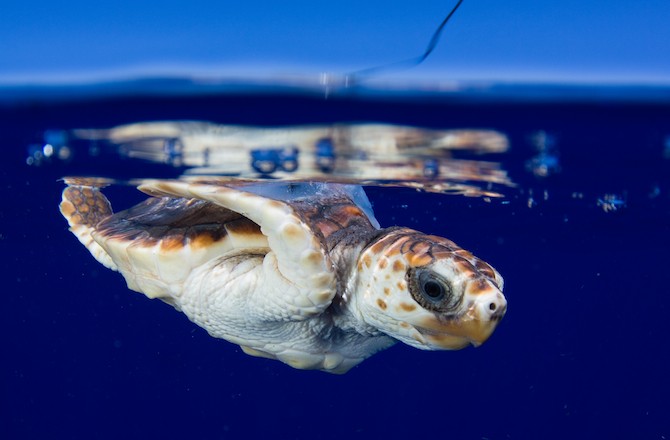 can turtles breathe out their ass anal brutal dildo huge