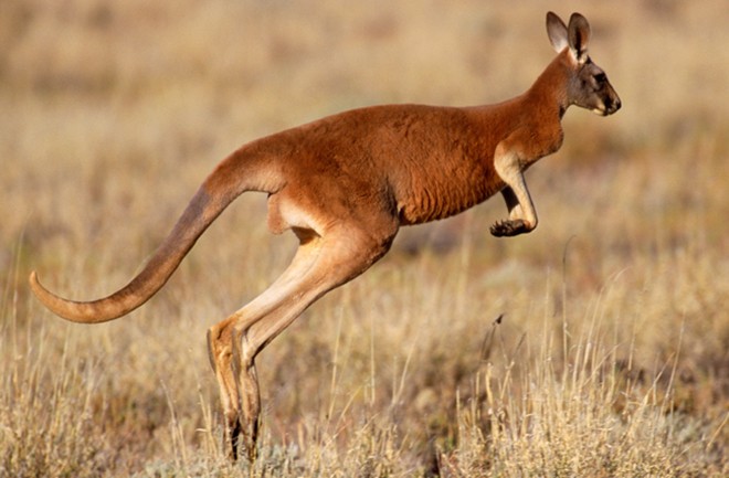 Kangaroos Walk on Their Tails - Seeker