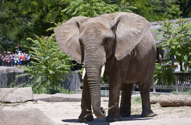 African Elephants in Zoos Threatened by Obesity - Seeker