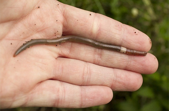 Invasive 'Jumping' Earthworm Found in the Midwest - Seeker