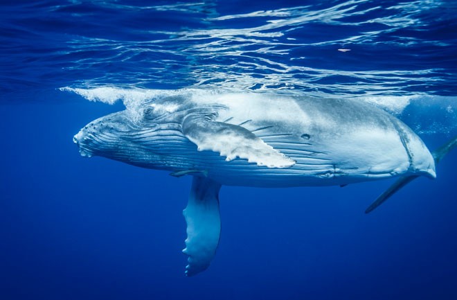 Whale Pelvic Bones Actually Do Have A Purpose Hint Sex Seeker