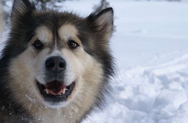 Hip Harness Helps Dogs with Dysplasia