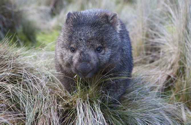 Tasmania's Bandicoots Still Haven't Learned to Fear Dogs