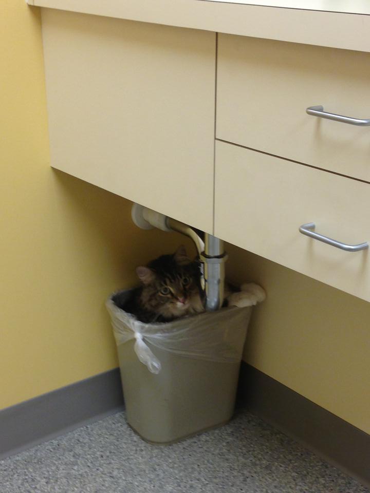 19 Pets Who Can't BELIEVE You Took Them To The Vet