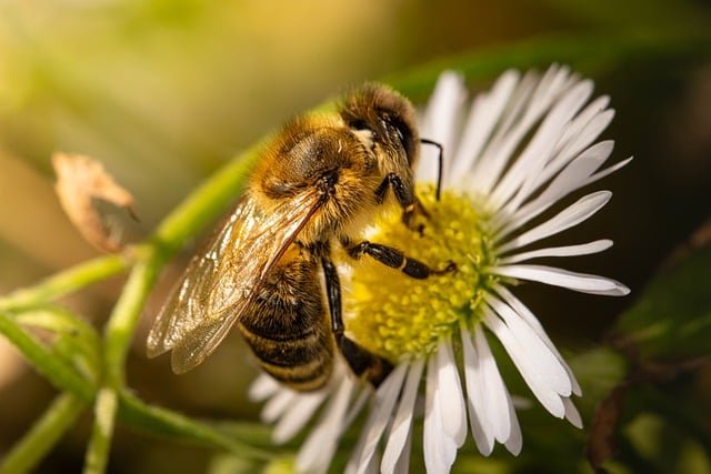 Bees and birds in California protected from harmful insecticides - EHN