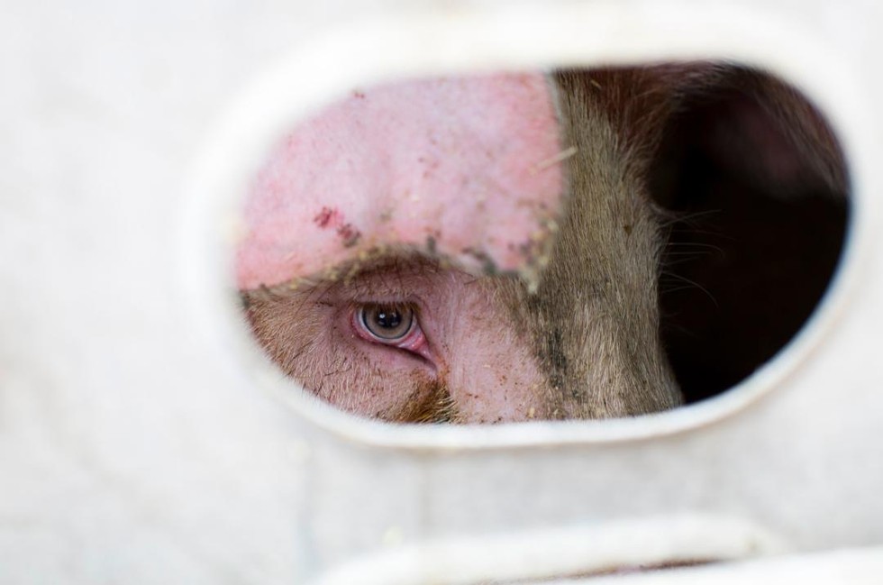 Staring Into The Eyes Of Pigs On Their Way To Slaughter