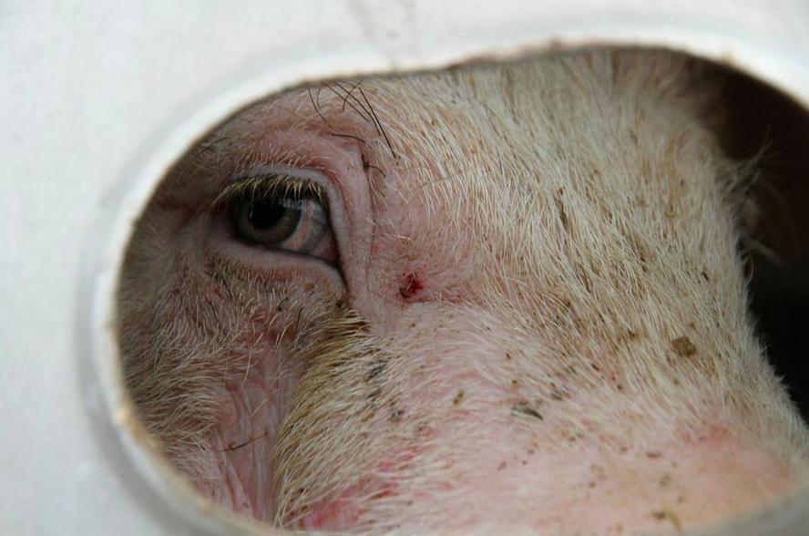 Staring Into The Eyes Of Pigs On Their Way To Slaughter