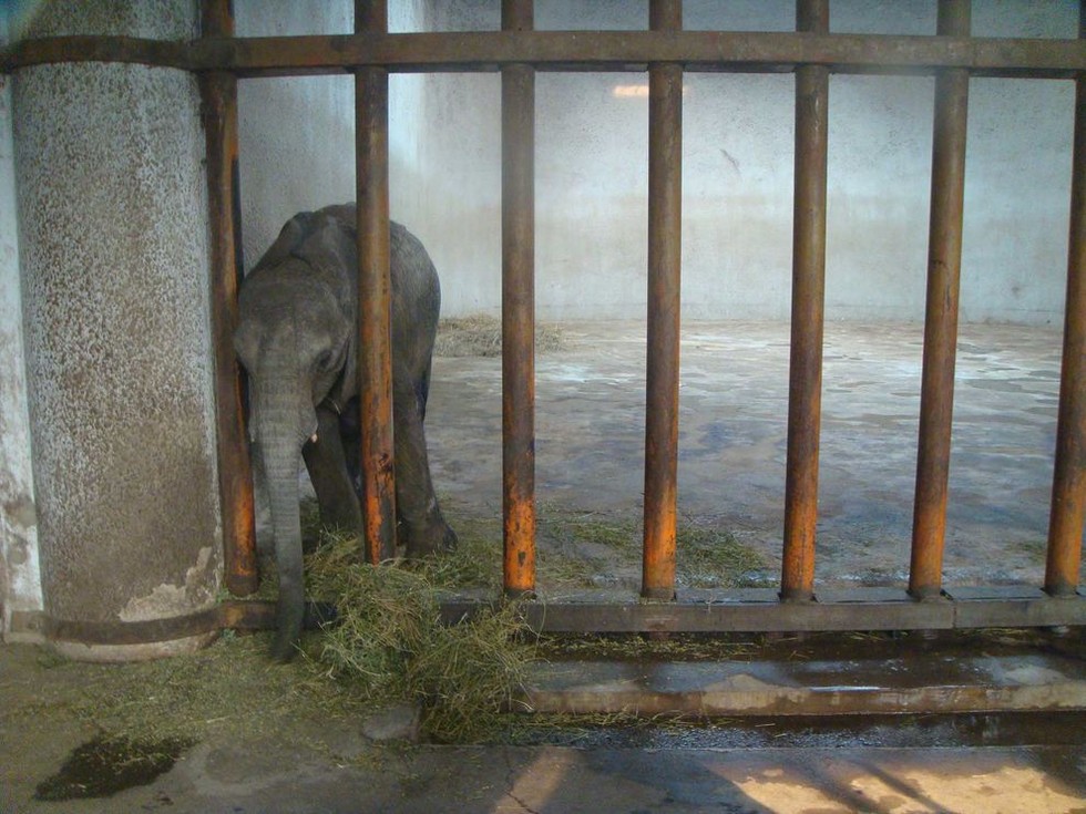 Living conditions of animals in zoos information | ONE