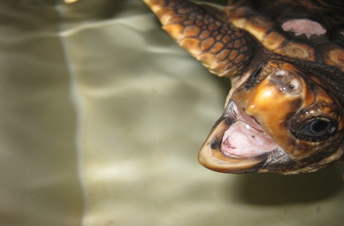 World’s Oldest Sea Turtle Was 6 Feet Long, Fossil Shows - Seeker