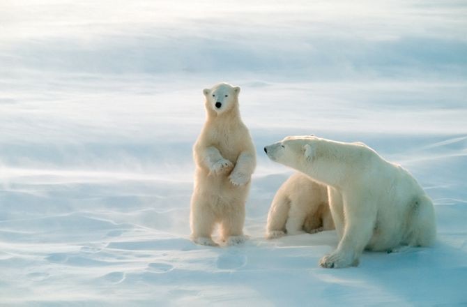 Photographing Skinny Polar Bears: First Person - Seeker