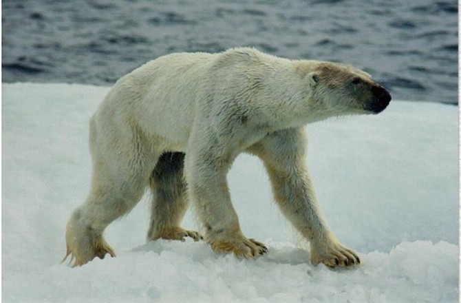 Photographing Skinny Polar Bears First Person Seeker photographing-skinny-polar-bears-first-person-seeker