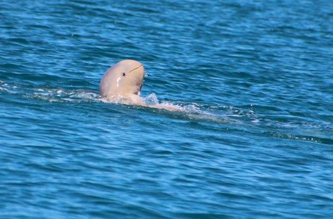 Rare Snubfin Dolphin Seen Frolicking Off Australia - Seeker