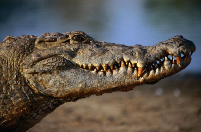 can-crocodiles-sleep-with-one-eye-open-seeker