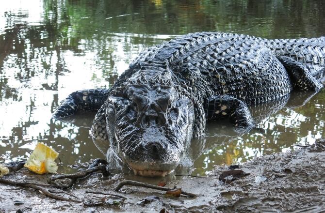 Can Crocodiles Sleep with One Eye Open? - Seeker