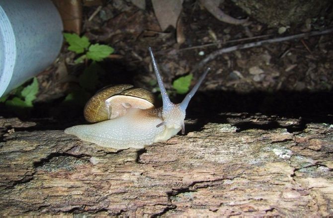 World's Smallest Snail Title Goes to Borneo Mollusk - Seeker