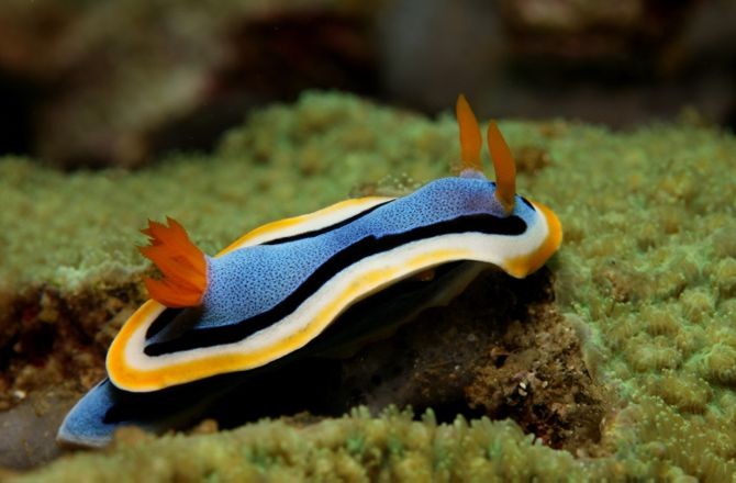 Captivating Blue Dragon Sea Slug Washes Up in Australia - Seeker