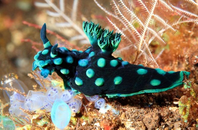 Captivating Blue Dragon Sea Slug Washes Up in Australia - Seeker