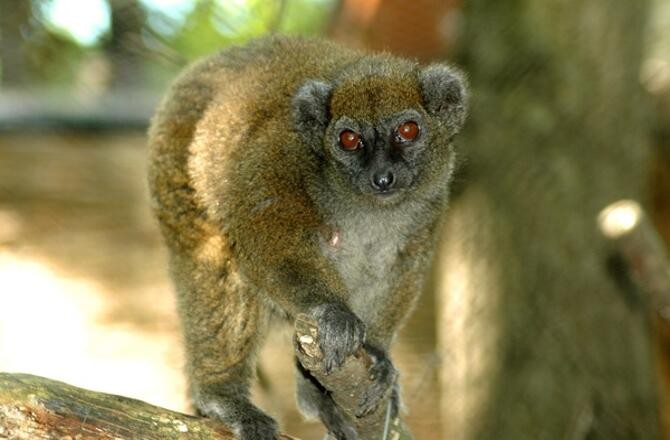 Critically Endangered Primate Spotted in Vietnam