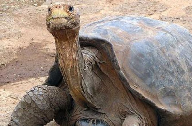 Extinct 'Lonesome George' Tortoise Species May Be Revived - Seeker