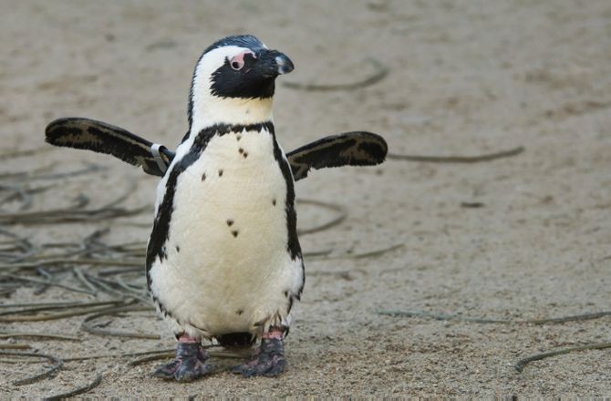 'Dead' Antarctica Penguins Are Probably Fine