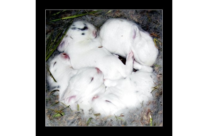 Where did the easter bunny come from 