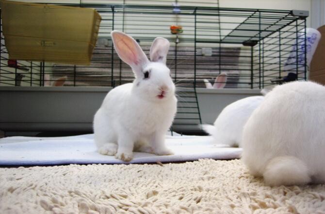 Where did the easter bunny come from 