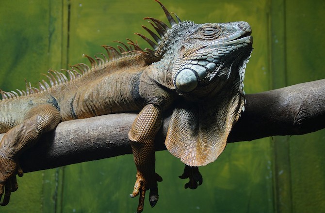 Snoring Lizards Reveal Sleep Predates Dinosaurs - Seeker