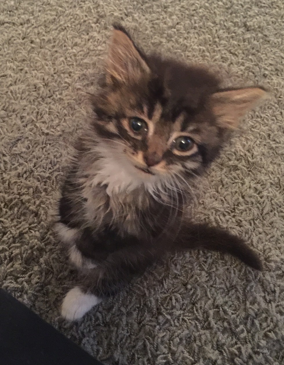 Kitten Stands Like a Kangaroo, Will Meow Her Way into Your