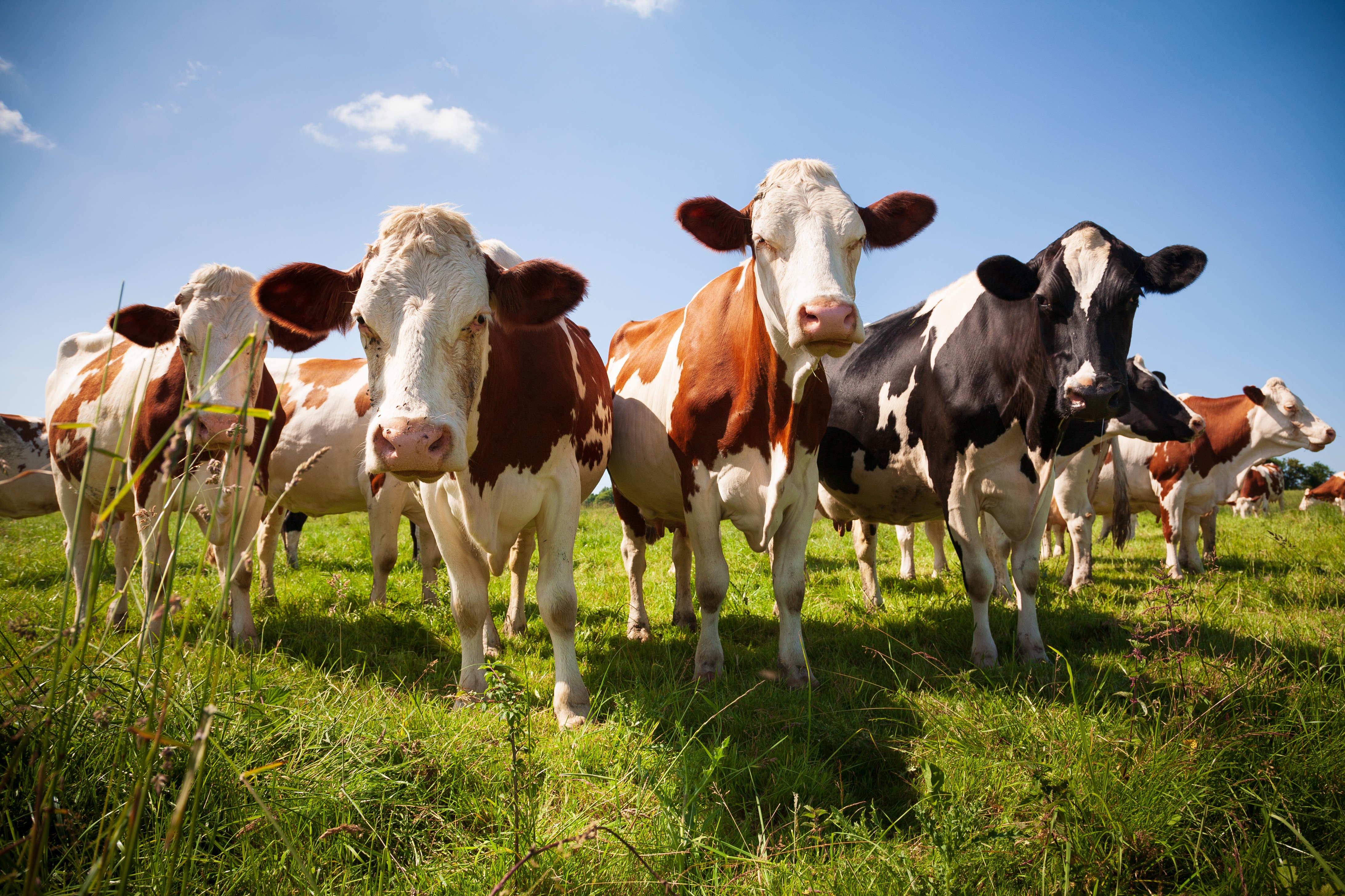 British farmers facing worst-ever outbreak of bluetongue on record
