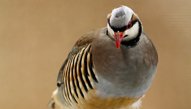 Two Exotic Birds Lost In Manhattan Find Safety And Each Other