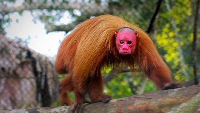 Uakari is a Red-faced Primate Species Found Only in The Amazon