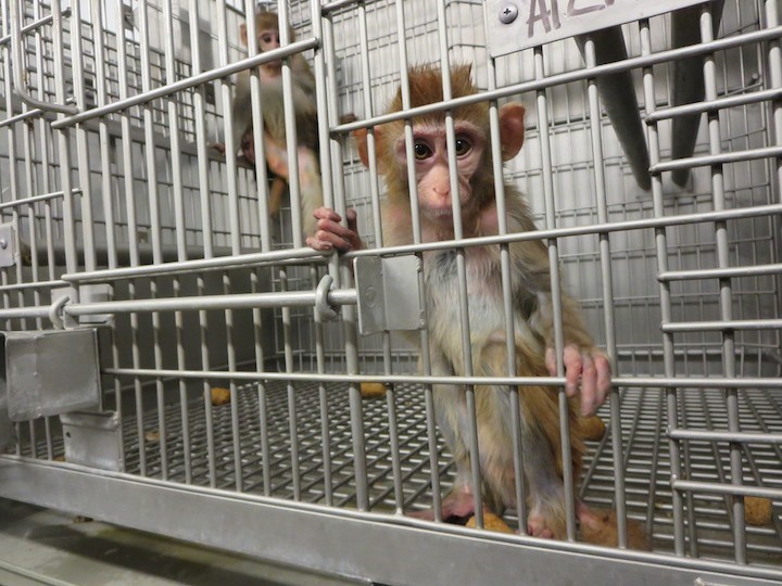 Lab Monkey Was So Lonely She Pulled Out Her Hair