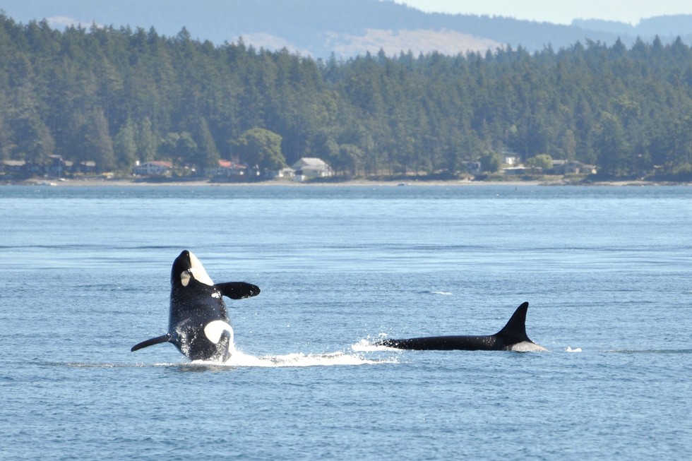 People Are Building A Sanctuary Where SeaWorld’s Orcas Could Retire