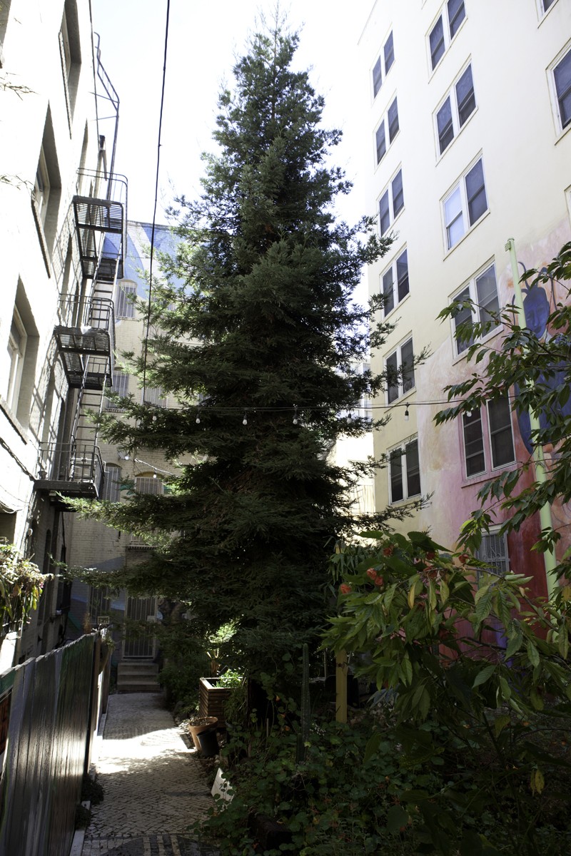 Scenes of the City The Tenderloin National Forest 7x7 Bay Area