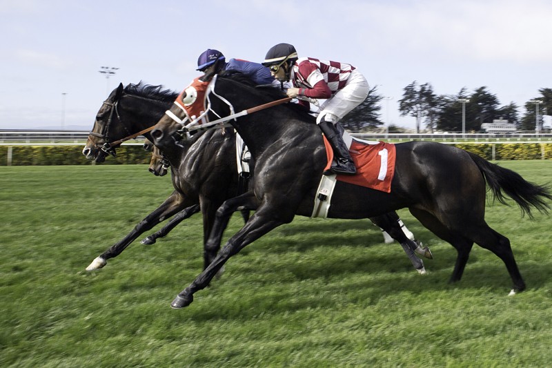 Scenes of the City Golden Gate Fields 7x7 Bay Area Scenes of the City Golden Gate Fields 7x7 Bay Area