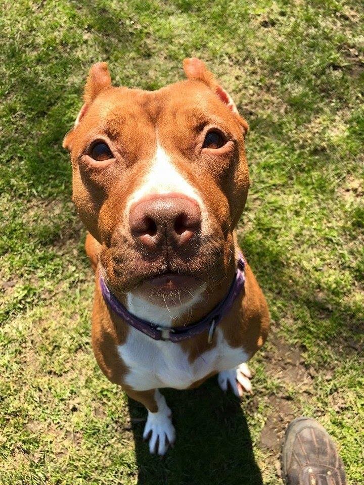 Abused Pit Bull Found With Ears Cut Off Just Got The Best News