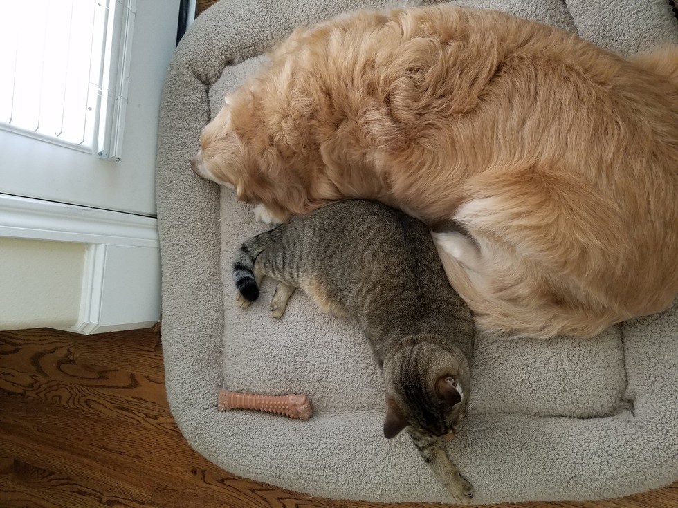 Cat Comforts His Dog Brother Who Just Went Through Surgery
