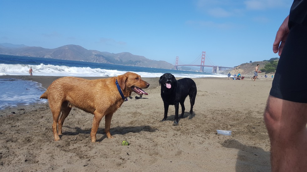 Dog Friendly San Francisco All The Best Parks Restaurants And Shops 