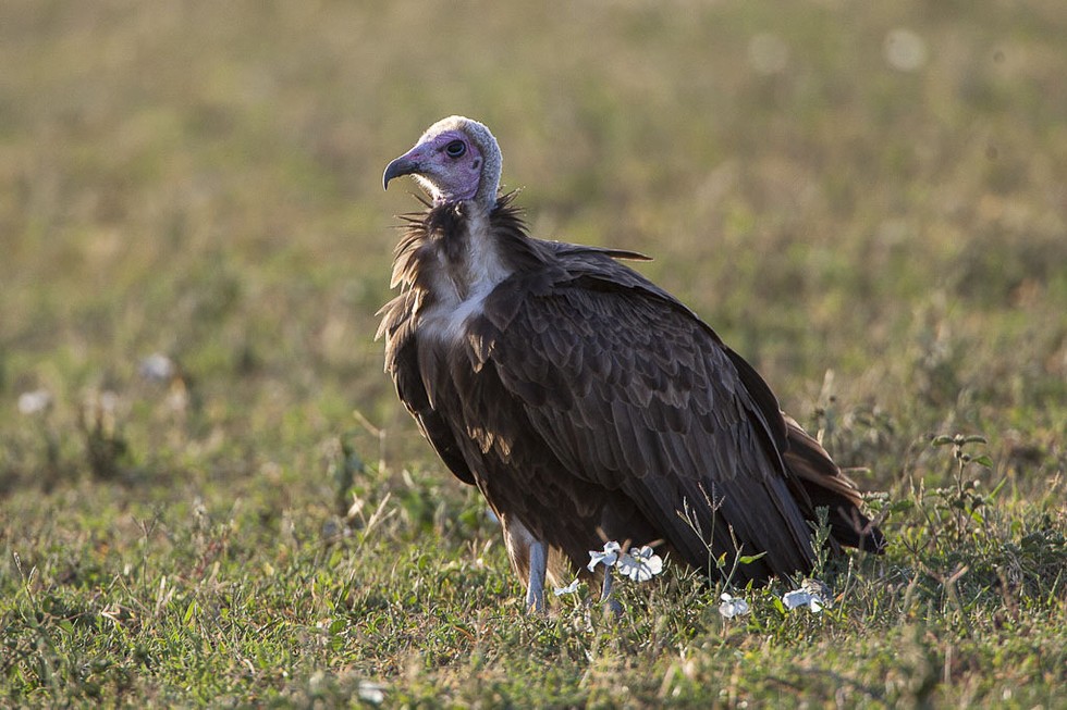 9 Quirky Animals With Very Special Ways Of Pooping