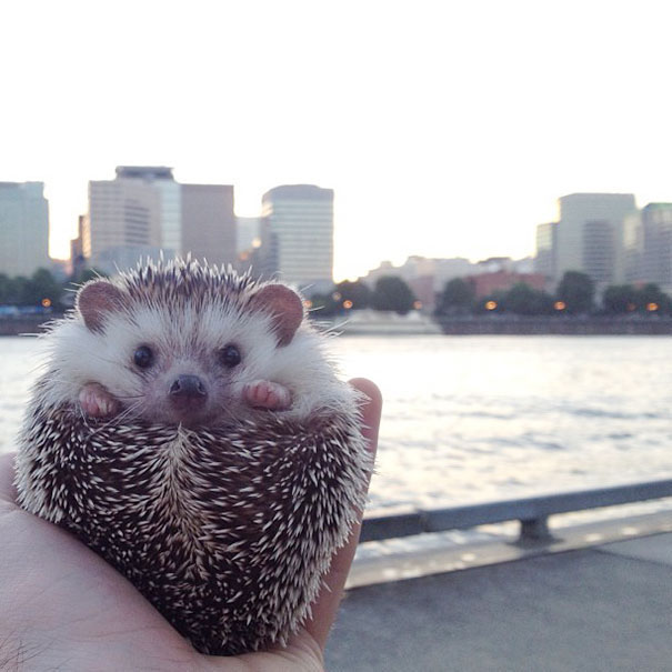 This Traveling Hedgehog Has Been Everywhere