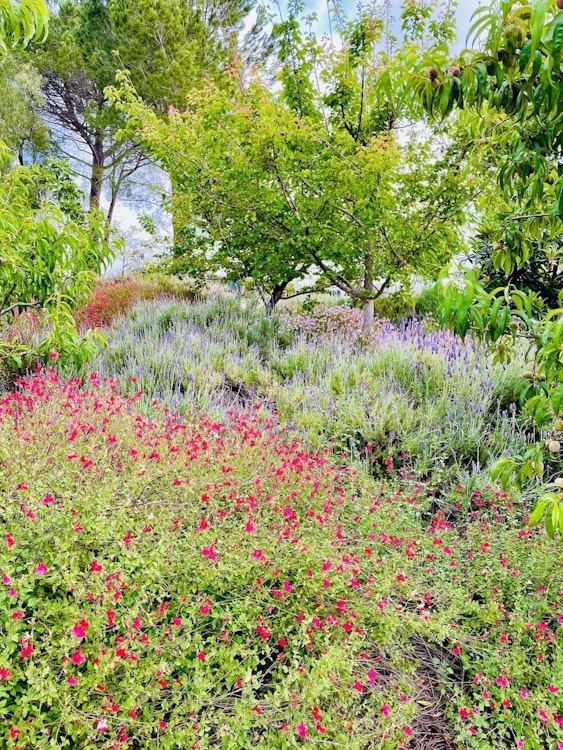 Nature Girl’s Garden