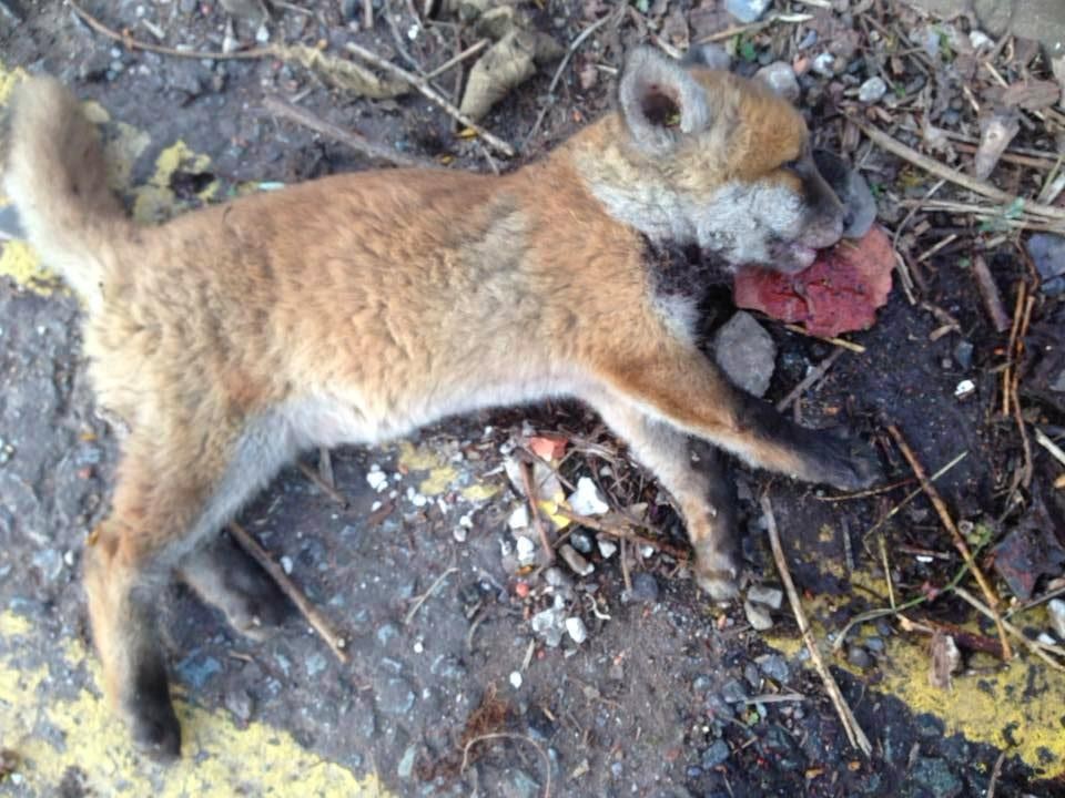 Baby Fox Who Was Supposed To Die Finds Man Who Believes In Her