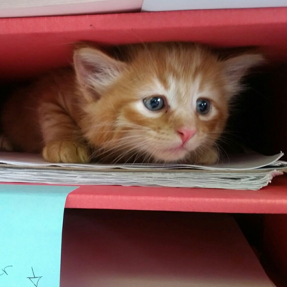 Four Rescue Ginger Brothers, Three Born without a Tail Love Meow