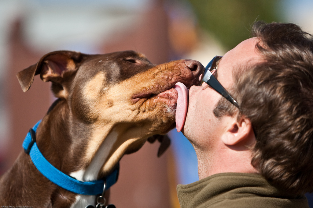 why do dogs kiss each other in the mouth