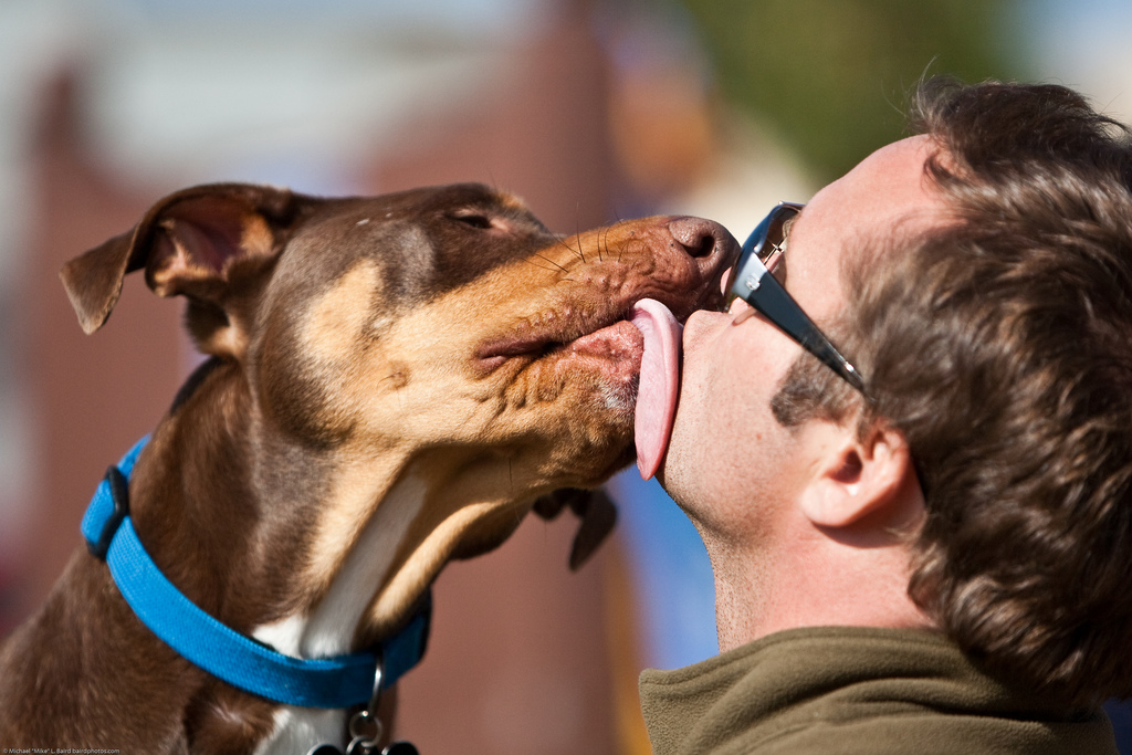 Why Does My Dog Want To Kiss Me In The Mouth